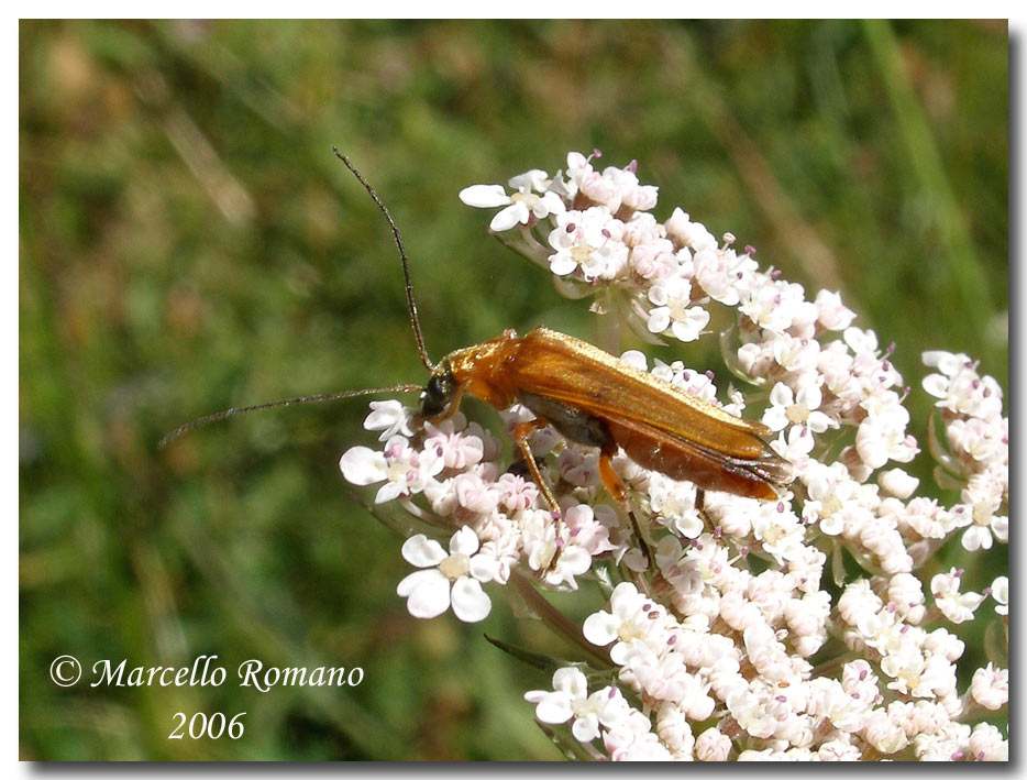 Prime visioni: 2.Oedemera podagrariae (Oedemeridae)